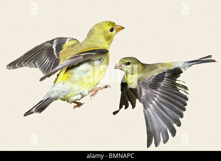 Chardonneret (Spinus tristis) Femmes en action pose, découpe Banque D'Images