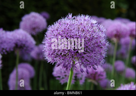 Allium hollandicum Sensation Purple Onion en fleurs ornementales Banque D'Images
