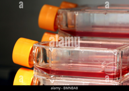 Flacons de culture cellulaire des virus de plus en plus dans un incubateur Banque D'Images