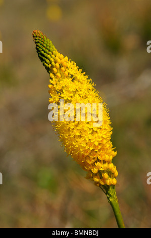 Bulbinella latifolia, rooikatstert, Bokkeveld Plateau, le Namaqualand, Afrique du Sud Banque D'Images