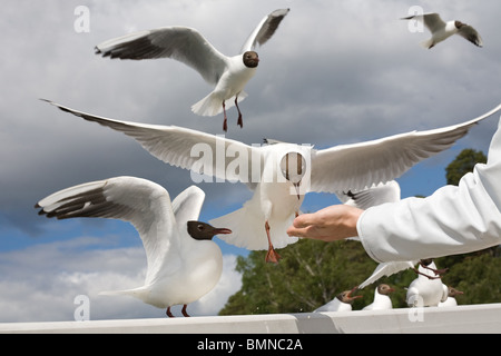 Flying seagull la prise de main humaine Banque D'Images