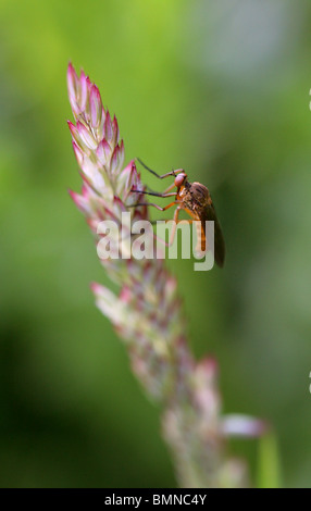 Fly, Empis livida danse, Empididae, Diptères, UK Banque D'Images