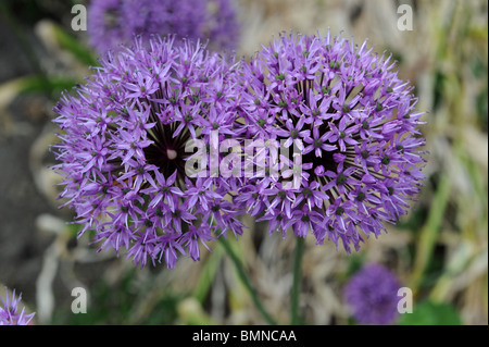 Allium hollandicum Sensation Purple Onion en fleurs ornementales Banque D'Images