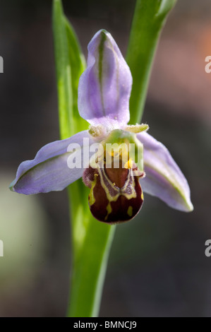 L'orchidée abeille Ophrys apifera in close up Banque D'Images