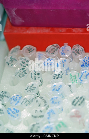 Microcentrifuge tubes stockés dans un congélateur Banque D'Images