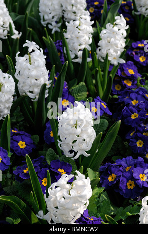 Hyacinthus orientalis blanc carnegie primula polyanthus crescendo contraste de l'écran bleu lit fleur fleurs printemps Banque D'Images