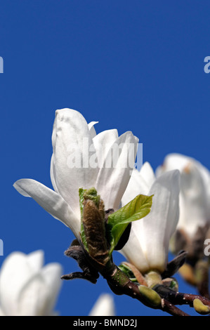 Magnolia x soulangeana lennei alba cv white rose fleur fleurs printemps ciel bleu Banque D'Images