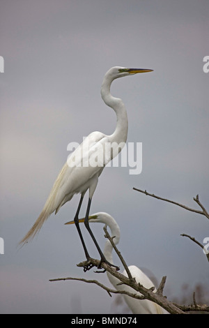 Grande Aigrette (Casmerodius albus) Perché sur tree top - Louisiane - USA Banque D'Images