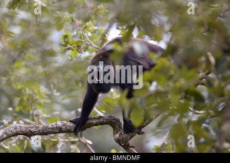 Ou mexicain noir singe hurleur du Guatemala (Alouatta pigra), le Belize. Les espèces en voie de disparition. Banque D'Images