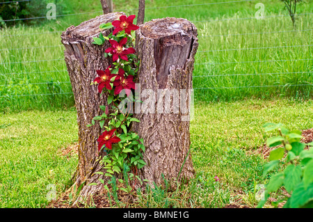 Clematis 'Niobe' vigne pousse sur le moignon en mai, Missouri USA Banque D'Images