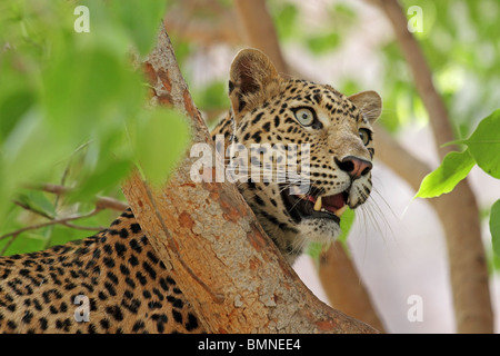 Leopard sur un arbre. Photo prise dans le parc national de Ranthambhore, Inde Banque D'Images