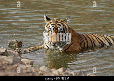 Tigre mâle se détendre dans un trou d'eau dans le Parc National de Ranthambhore, Inde Banque D'Images