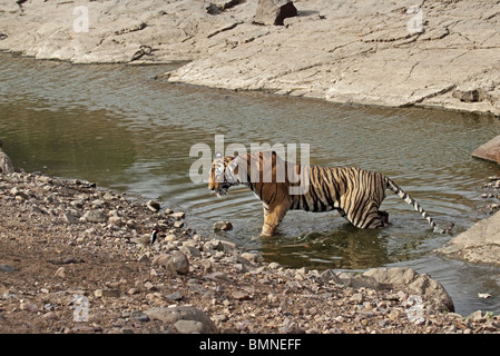 Tigre mâle se détendre dans un trou d'eau dans le Parc National de Ranthambhore, Inde Banque D'Images