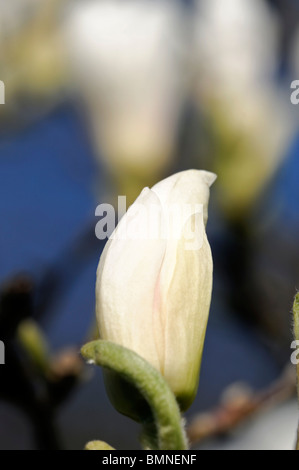 Magnolia x soulangeana lennei alba cv white rose fleur fleurs printemps ciel bleu Banque D'Images