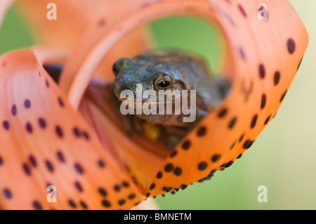 Tree Frog peeking out de turban orange lilly Banque D'Images