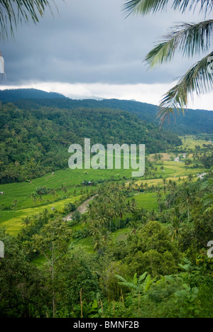 Certaines des plus belles rizières en terrasses de Bali se trouve près du village de Kekeran, dans le Nord de Bali, Indonésie. Banque D'Images