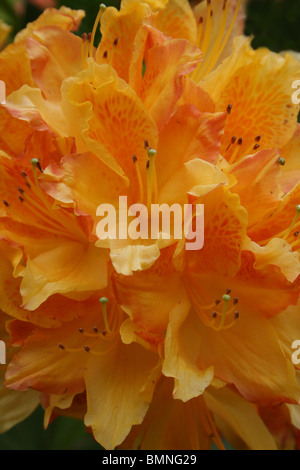 Azalea Fleurs orange prise à Ness Botanic Gardens, Wirral, UK Banque D'Images