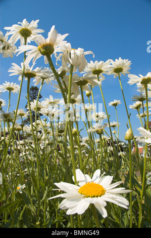 Chrysanthème Ox blanche Banque D'Images