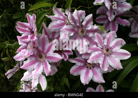 Clematis 'Nelly Moser' prises à Ness Botanical Gardens, Wirral, UK Banque D'Images