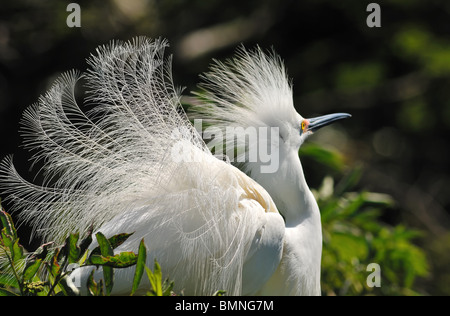 Libre d'une aigrette neigeuse, Egretta thula, près de St Augustine en Floride, États-Unis d'Amérique, affichant son aigrettes Banque D'Images