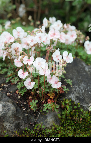 Geranium dalmaticum Banque D'Images