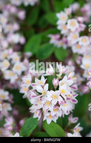 Deutzia x hybrida Mont Rose Banque D'Images