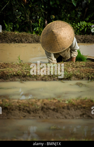 La plantation à la main nouveau riz dans les magnifiques rizières en terrasses de Belimbing, Bali, Indonésie. Banque D'Images