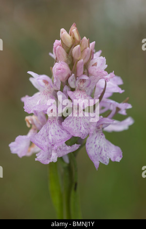 Heath Spotted Orchid ou Moorland repéré Orchid (Dactylorhiza maculata) Banque D'Images
