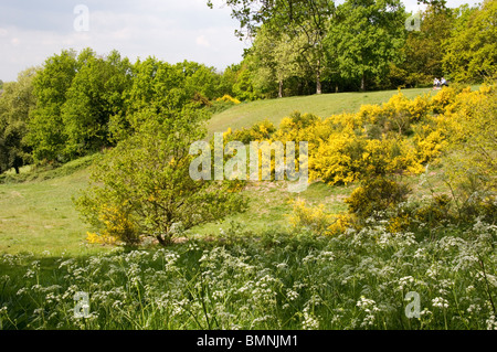 Balai et cow parsley croissant sur le côté de Martin's Hill, Bromley, Kent, Angleterre Banque D'Images