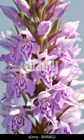 Gros gros plan du Dactylorhiza fuchsii orchidée tachetée commun Banque D'Images