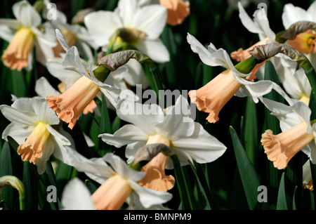 Narcissus salome division 2 photo macro Close up de la Jonquille fleur fleurs pétales blanc crème jaune ouvre la coupe devient rose Banque D'Images