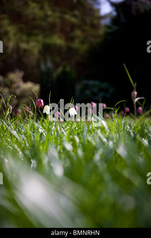 Blanc et violet tête du serpent fritillary fleurs dans un pré Banque D'Images