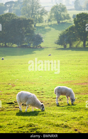 Deux moutons paître dans un champ en fin d'après-midi / début de soirée, England, UK Banque D'Images