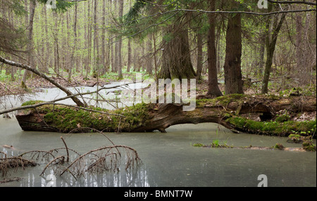 Forêt mixte humide au printemps avec de l'eau stagnante et les arbres morts en partie diminué Banque D'Images