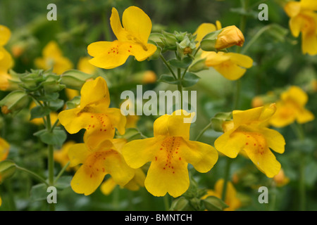 Monkey Flower Mimulus guttatus prises à Ness Botanic Gardens, Wirral, UK Banque D'Images