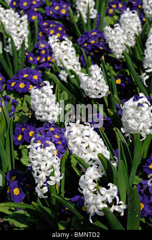 Hyacinthus orientalis blanc carnegie primula polyanthus crescendo contraste de l'écran bleu lit fleur fleurs printemps Banque D'Images