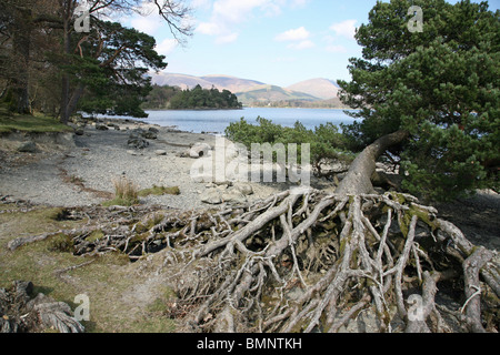 Les racines exposées d'un sapin sur les rives ou le littoral de Derwentwater Lake District National Park Cumbria England UK Banque D'Images