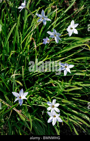 Uniflorum ipheion uniflorum Tristagma synonyme de plantes à fleurs de printemps printemps star famille lily la trientale boréale bloom blooming white Banque D'Images