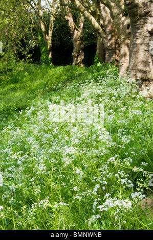 Cow Parsley (Anthriscus sylvestris) sous les arbres au Martin's Hill, Bromley, Kent, Angleterre Banque D'Images