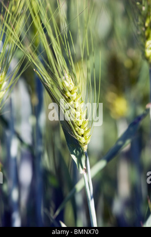 L'orge en tête, le Centre de l'Alberta, Canada Banque D'Images