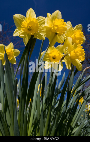 Jonquilles cultivées 'Narcisse pseudo narcisses' Banque D'Images