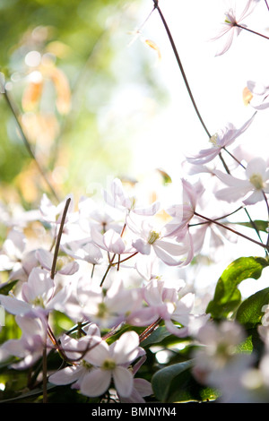 Clematis fleurs au printemps en fleurs Banque D'Images