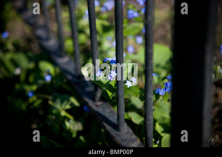 Forget me nots autour d'une clôture de fer au printemps Banque D'Images