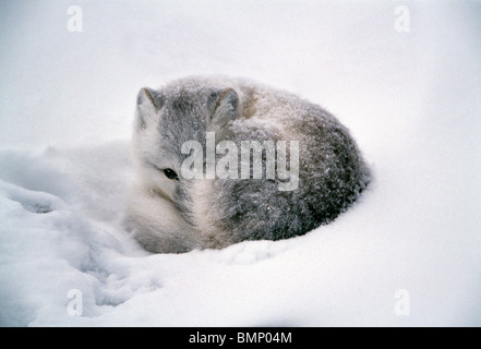 Le renard arctique, le cap Churchill, Manitoba, Canada. Banque D'Images