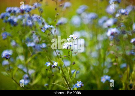 Forget me nots la floraison au printemps Banque D'Images