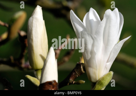 Magnolia x soulangeana lennei alba cv white rose fleur fleurs printemps ciel bleu Banque D'Images