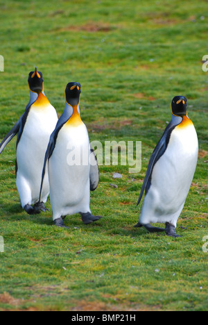 Trois manchots royaux se dandiner vers la caméra, Îles Falkland Banque D'Images