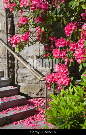 Un rhododendron rose en pleine floraison est une vue éblouissante à l'extérieur de l'ancien bâtiment du Capitole dans le centre-ville d'Olympia, Washington. Banque D'Images