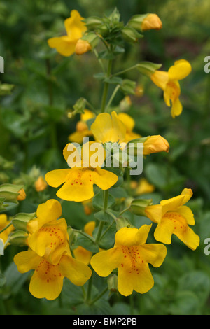 Monkey Flower Mimulus guttatus prises à Ness Botanic Gardens, Wirral, UK Banque D'Images