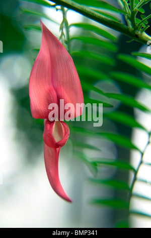 Clianthus puniceus flower, close-up. Banque D'Images